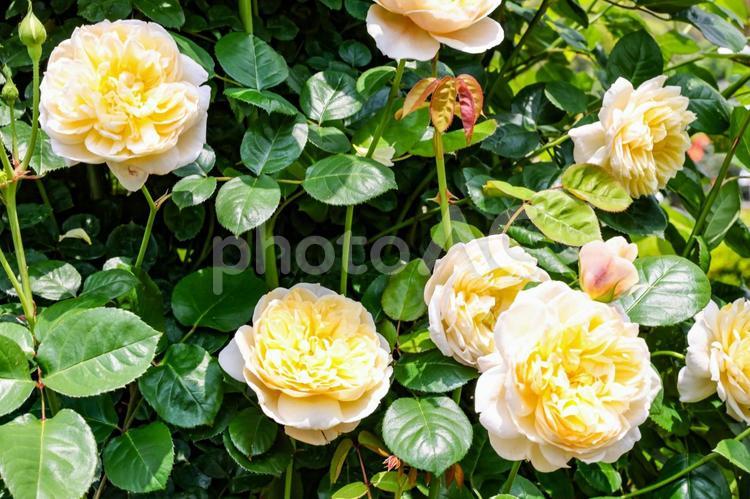 黄色いバラ バラ,薔薇,ローズの写真素材