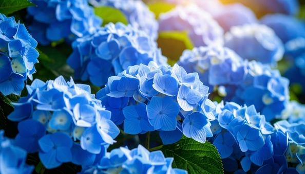 青色の紫陽花(アジサイ) 青色の紫陽花(アジサイ)の写真