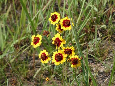 ハルシャギクの可憐な花 ハルシャギクの可憐な花の写真