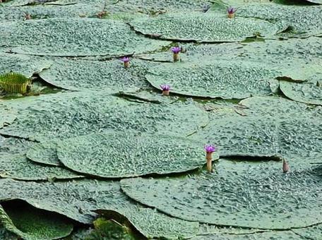 オニバス　大きな葉を突き破って花が出る オニバス,水生植物,浮水性水草の写真素材