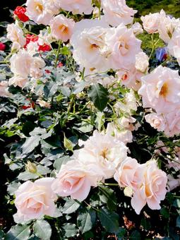 バラ バラ バラ,ローズ,花びらの写真素材