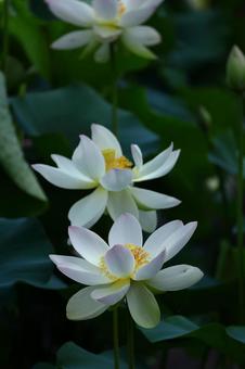 神聖な花 神聖な花 ハス,花,ハス科の植物の写真素材
