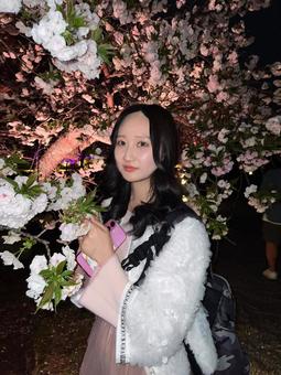美しい夜桜と美女 美しい夜桜と美女 夜桜と美女,夜桜と美人,ライトアップの写真素材