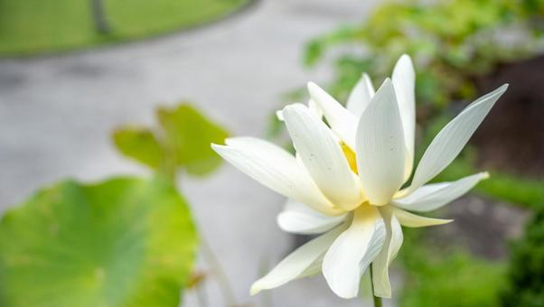 蓮の花 蓮,蓮の花,ハスの写真素材