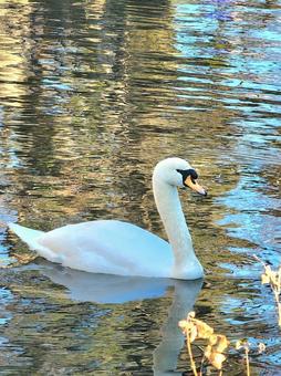 白鳥 白鳥,鳥,野鳥の写真素材
