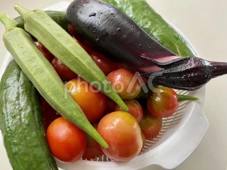 採れたて夏野菜　1 夏野菜,野菜,ベジタブルの写真素材