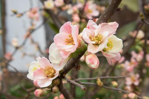ボケの花 ボケの花の写真