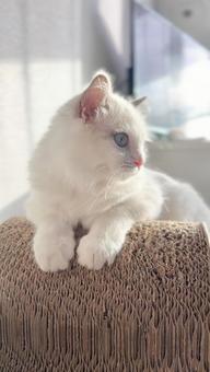 夕日をあびる猫③ 猫,ペット,かわいいの写真素材