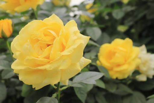 黄色いバラの花（伊豆の踊子） バラ,薔薇,ばらの写真素材
