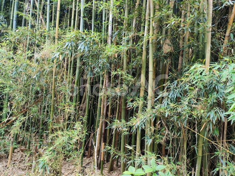 竹林 竹林,竹,自然の写真素材