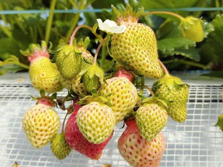 House cultivation strawberry 013, dâu tây, strawberry đón khách, dâu, JPG