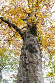 秋のブナ巨木と黄葉 秋のブナ巨木と黄葉 秋,紅葉,黄葉の写真素材