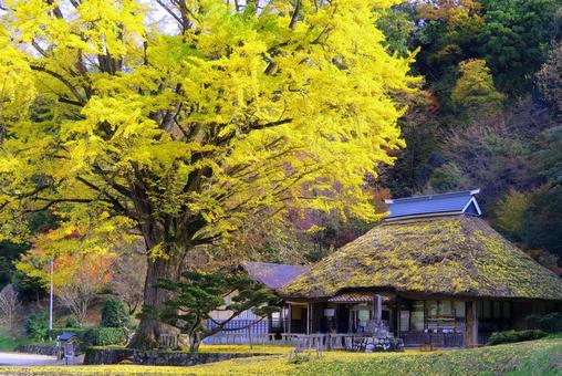 金言寺・大イチョウの紅葉 金言寺・大イチョウの紅葉 イチョウ,大イチョウ,秋の写真素材
