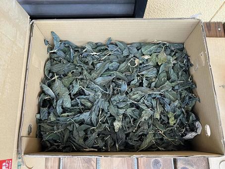 乾燥させた藍染め用の葉 乾燥させた藍染め用の葉の写真