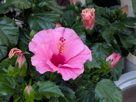 ハイビスカスの写真