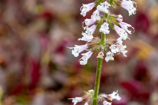 淡い色合いが美しいサルビアの花 淡い色合いが美しいサルビアの花の写真