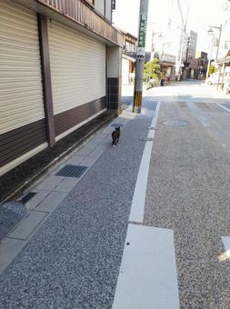 野良猫と街並みの写真