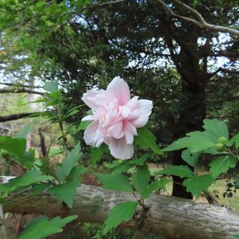 ムクゲ(木槿) ムクゲ(木槿) ムクゲ,木槿,花の写真素材