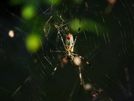 背景に合うジョロウグモ 背景に合うジョロウグモの写真