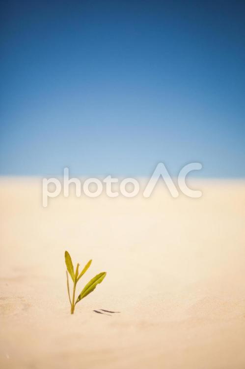 砂漠と葉　19 砂漠,緑,地球温暖化の写真素材