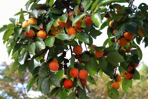柿の樹 植物,果物,柿の写真素材
