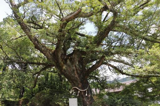 久安寺 榧の老木 久安寺 榧の老木の写真