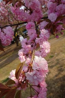 八重桜の枝 八重桜の枝 桜,さくら,八重桜の写真素材