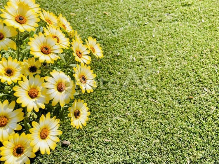 芝生の上のディモルフォセカ ディモルフォセカ,ディモルホセカ,黄色いの写真素材
