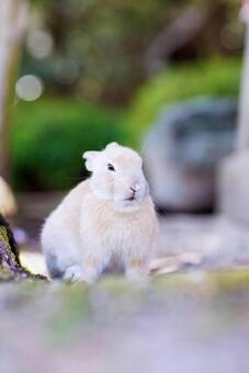大久野島の兎 うさぎ,大久野島,子うさぎの写真素材