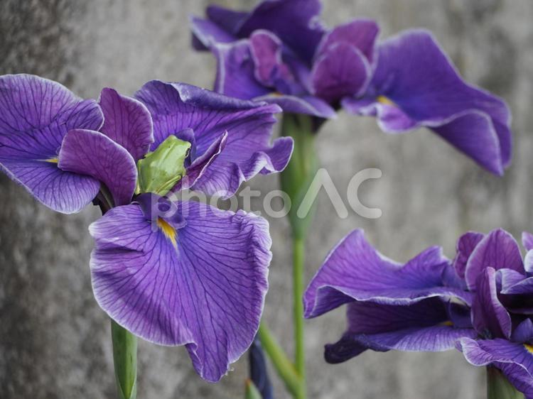カエル　菖蒲　梅雨 蛙,かえる,あやめの写真素材