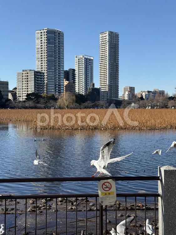 ユリカモメの飛び交う不忍池 群れ,水辺,ユリカモメの写真素材