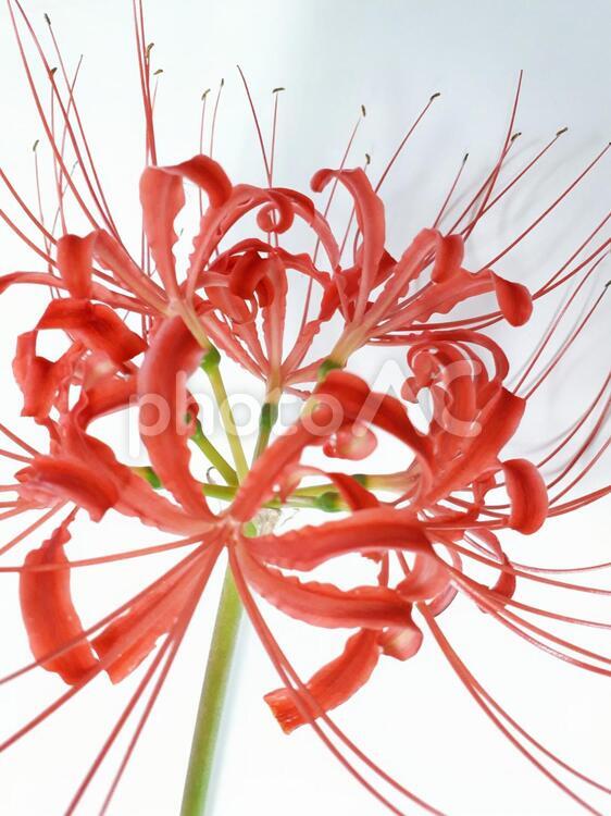 彼岸花　秋の赤い花 彼岸花,赤色,九月の写真素材