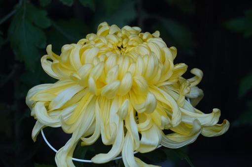 鑑賞菊 鑑賞菊 菊,菊の花,植物の写真素材