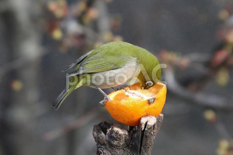 メジロとみかん 鳥,野鳥,メジロの写真素材
