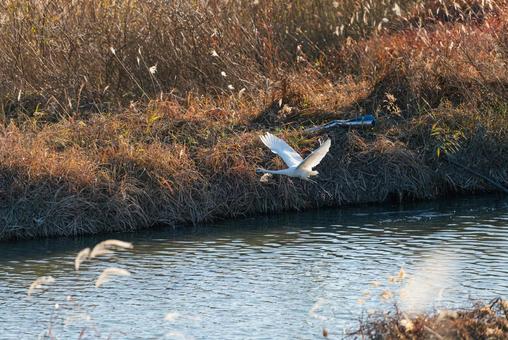 宙を優雅に舞うチュウサギ チュウサギ,シラサギ,鷺の写真素材