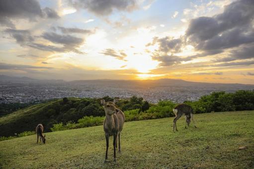 若草山の鹿 奈良公園 夕景 若草山の鹿 奈良公園 夕景 奈良県,若草山,鹿の写真素材