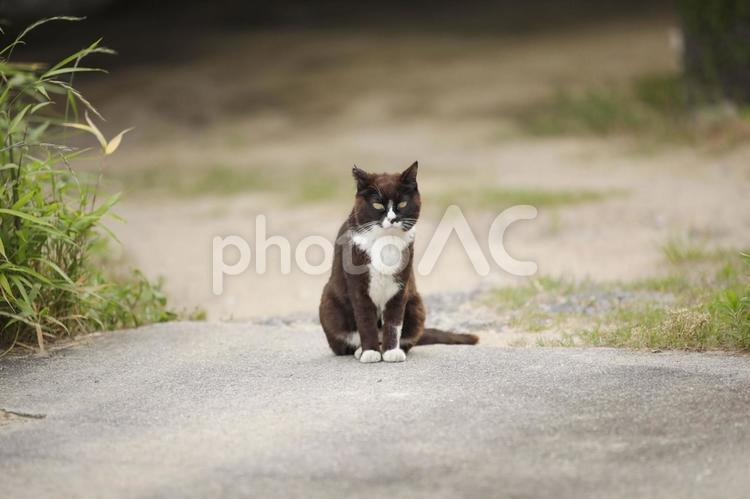 家にまよった地域猫 迷う,地域猫,子猫の写真素材