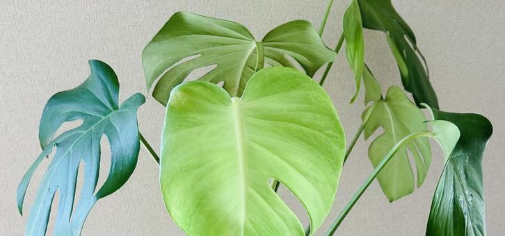 モンステラ モンステラ モンステラ,観葉植物,植物の写真素材