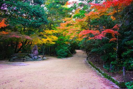 日本三景宮島紅葉谷公園の紅葉 宮島,廿日市市,厳島の写真素材