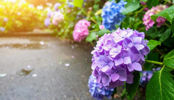 梅雨の晴れ間に咲く紫陽花 梅雨の晴れ間に咲く紫陽花の写真