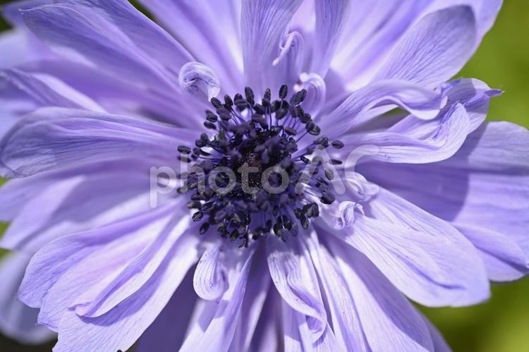 アネモネ アネモネ,春,花の写真素材