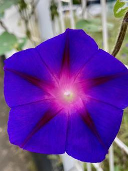 朝顔の花 朝顔の花 朝顔,丸葉,昼顔の写真素材