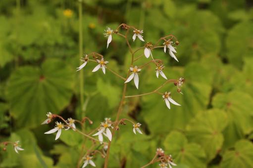 Saxifrage 1, JPG Saxifrage 1, JPG