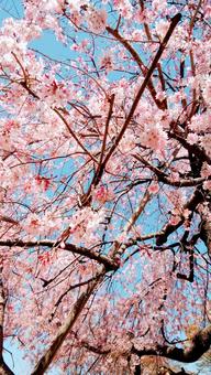 桜 桜の写真