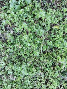 葉っぱ888の写真