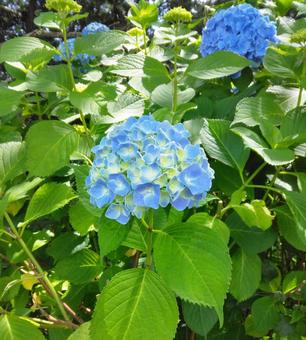 木陰のアジサイ 水色 木陰のアジサイ 水色の写真