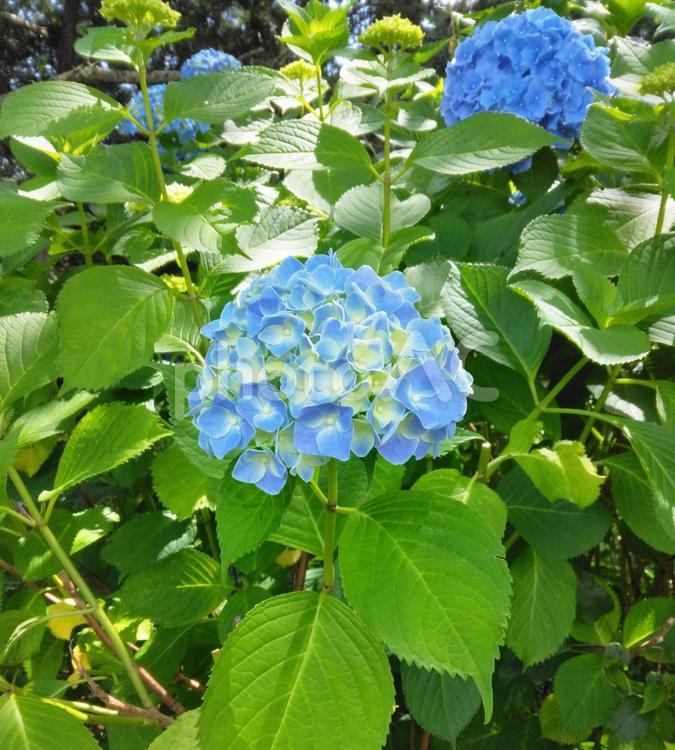 木陰のアジサイ　水色 あじさい,アジサイ,紫陽花の写真素材