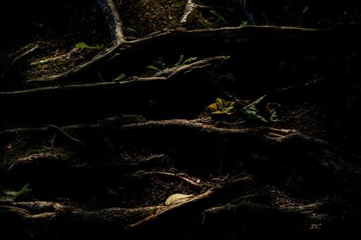 Photo, contrast, hokkaido, crawling on the ground, 