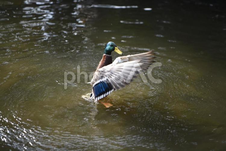 羽ばたくマガモ　 カモ,マガモ,鳥の写真素材