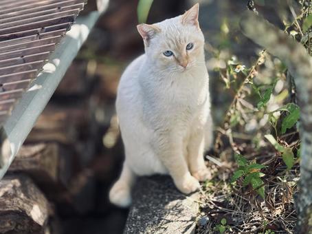 白ネコ34 猫,白猫,ネコの写真素材